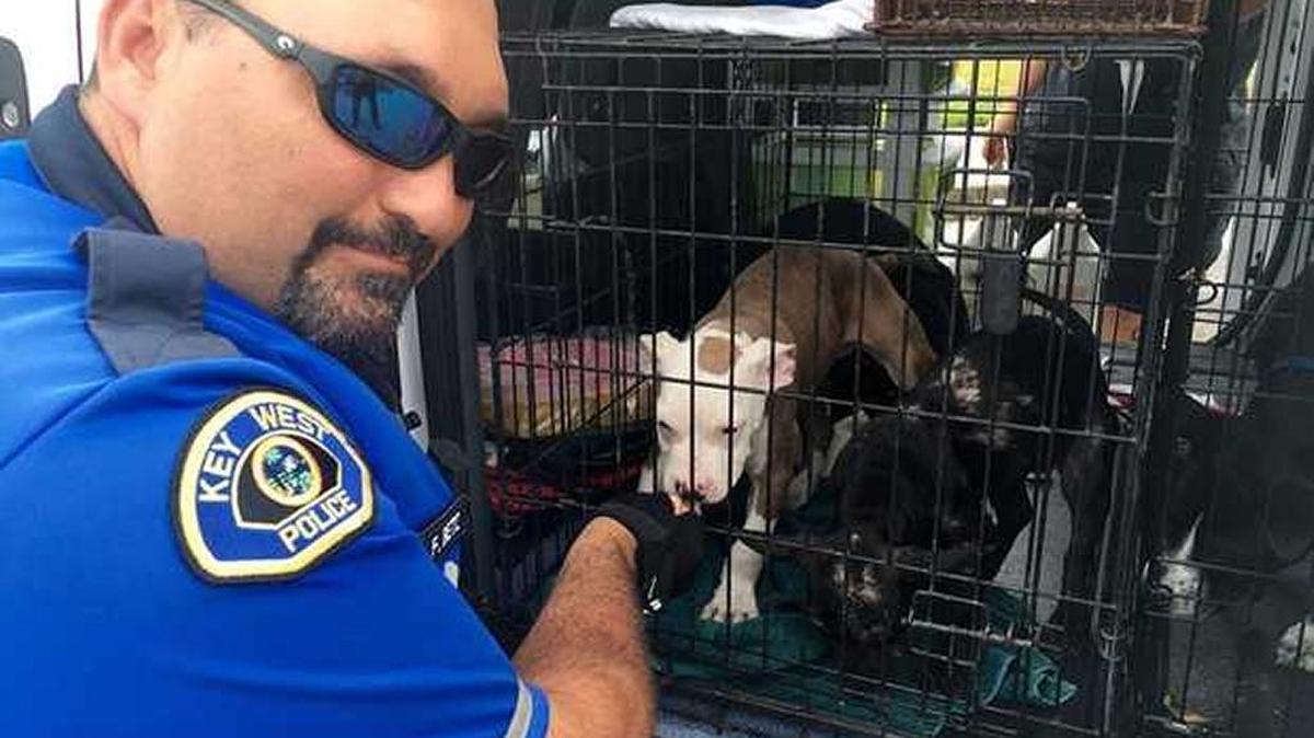 Key West police officer Frank Betz helps rescue four pit bull puppies found locked inside a hot car . The puppies were due for vet appointments while the local animal shelter investigates the case.
