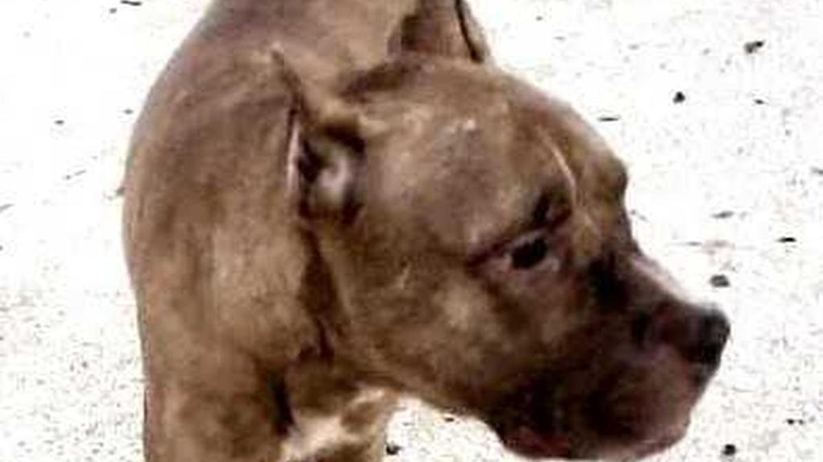 
Diamond had to be euthanized.
