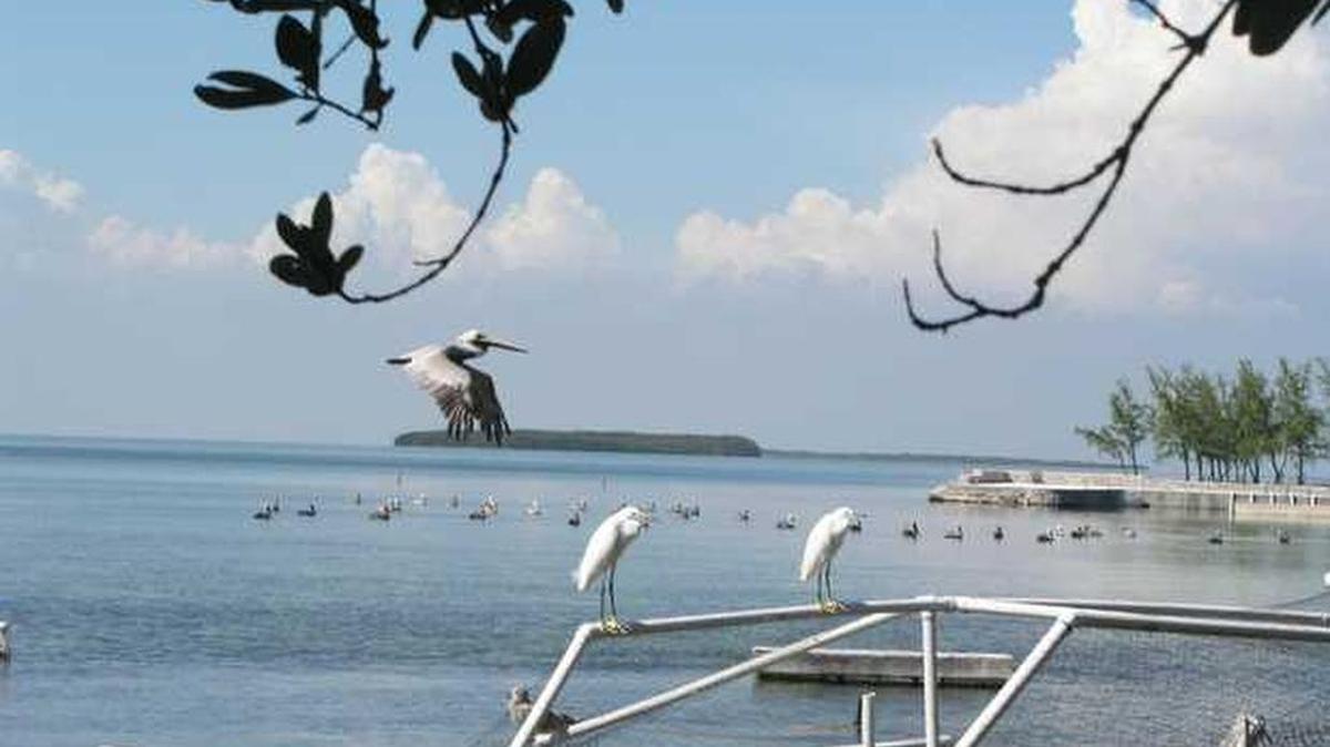 The Florida Keys Wild Bird Center houses and rehabilitates injured birds.