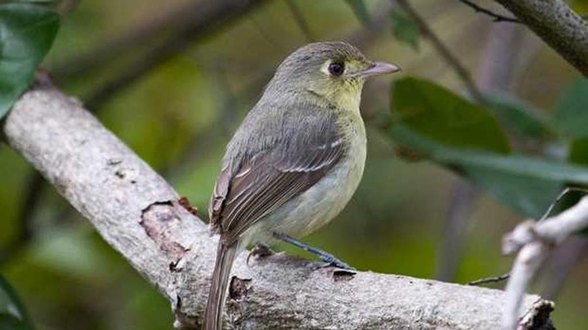 This Cuban vireo appeared this week in Key West in a corner of Fort Zachary Taylor State Park.