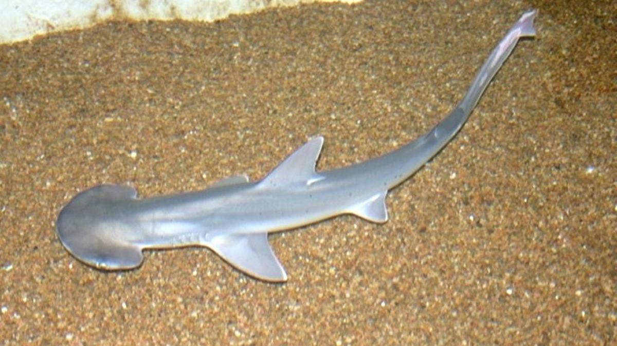 A bonnethead shark, similar to those involved in a federal conservation case from the Lower Keys. Bonnetheads in the Keys generally grow to about three feet in length.