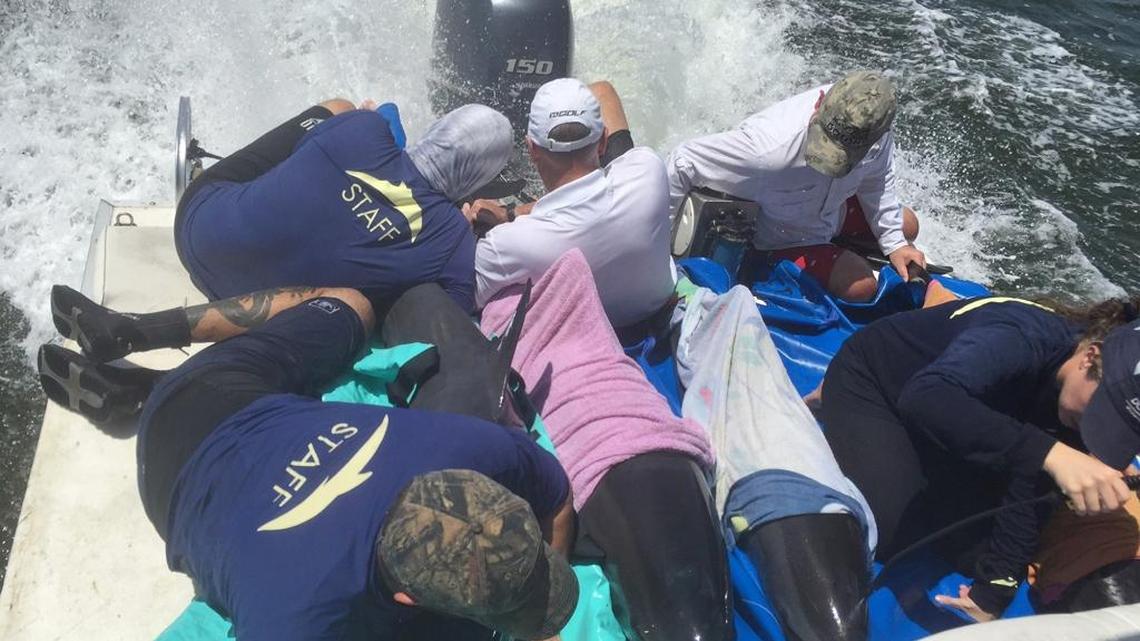Staff of the Dolphins Plus Marine Mammal Responder team transport four spinner dolphins that were rescued Saturday, Sept. 3, 2016, after stranding off a small island about 20 miles north of Islamorada in Florida Bay off the Florida Keys. Normally a deepwater species, a DPMMC official believes it is possible that Hurricane Hermine, when it was over the Gulf of Mexico, could have pushed the dolphins to shallow waters. The dolphins are being evaluated for possible transport to Sea World in Orlando for further treatment.