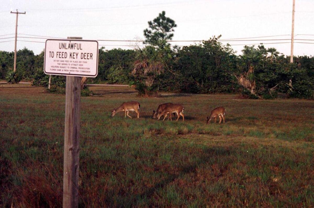 After the hurricane, wildlife managers warned residents to stop feeding the deer.