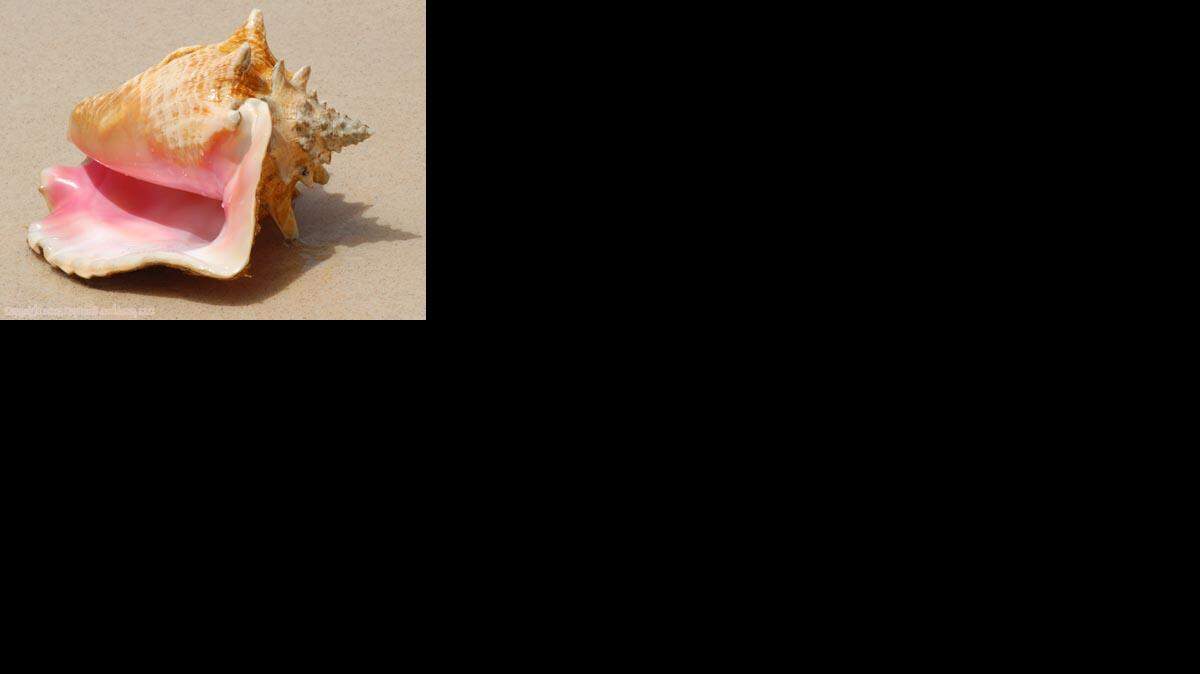
Queen conch
