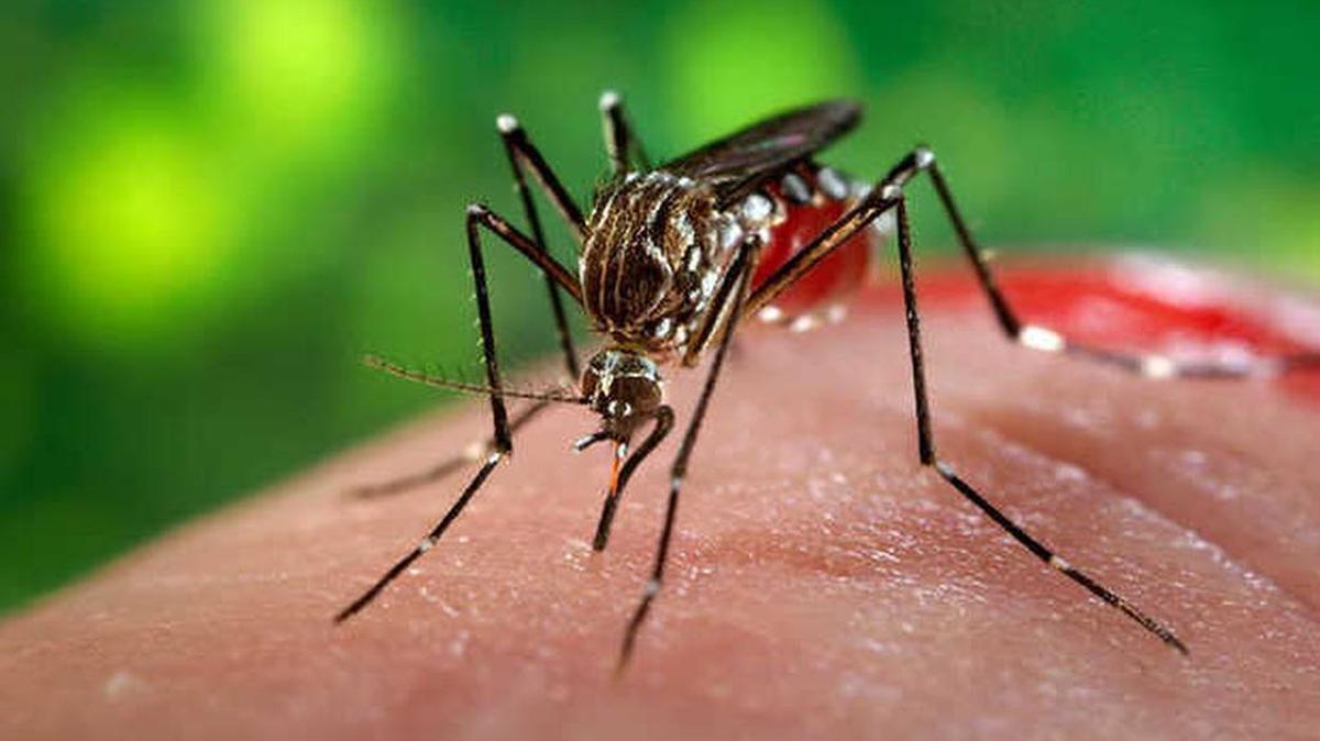 The Aedes aegypti mosquito transmits dengue and Zika.