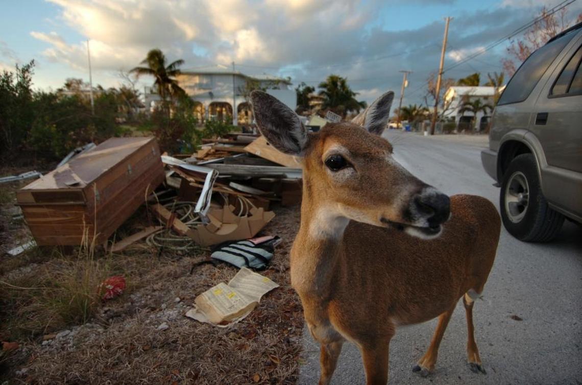 Over the years, endangered Key deer have endured numerous hurricanes, including Hurricane Wilma in 2005, pictured here. After Irma, wildlife managers said some deer were killed, but the overall population remained healthy, with population numbers in core habitats reduced from about 1,100 to about 950.
