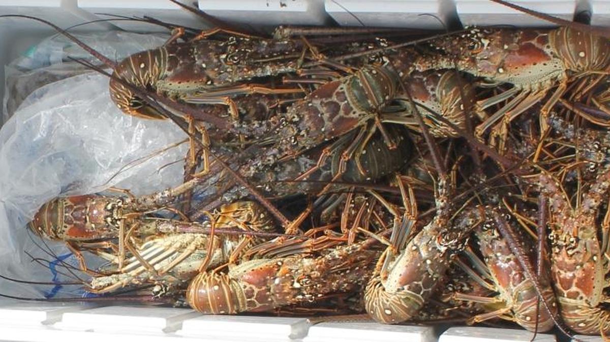 This is a haul of Florida Keys lobster.
