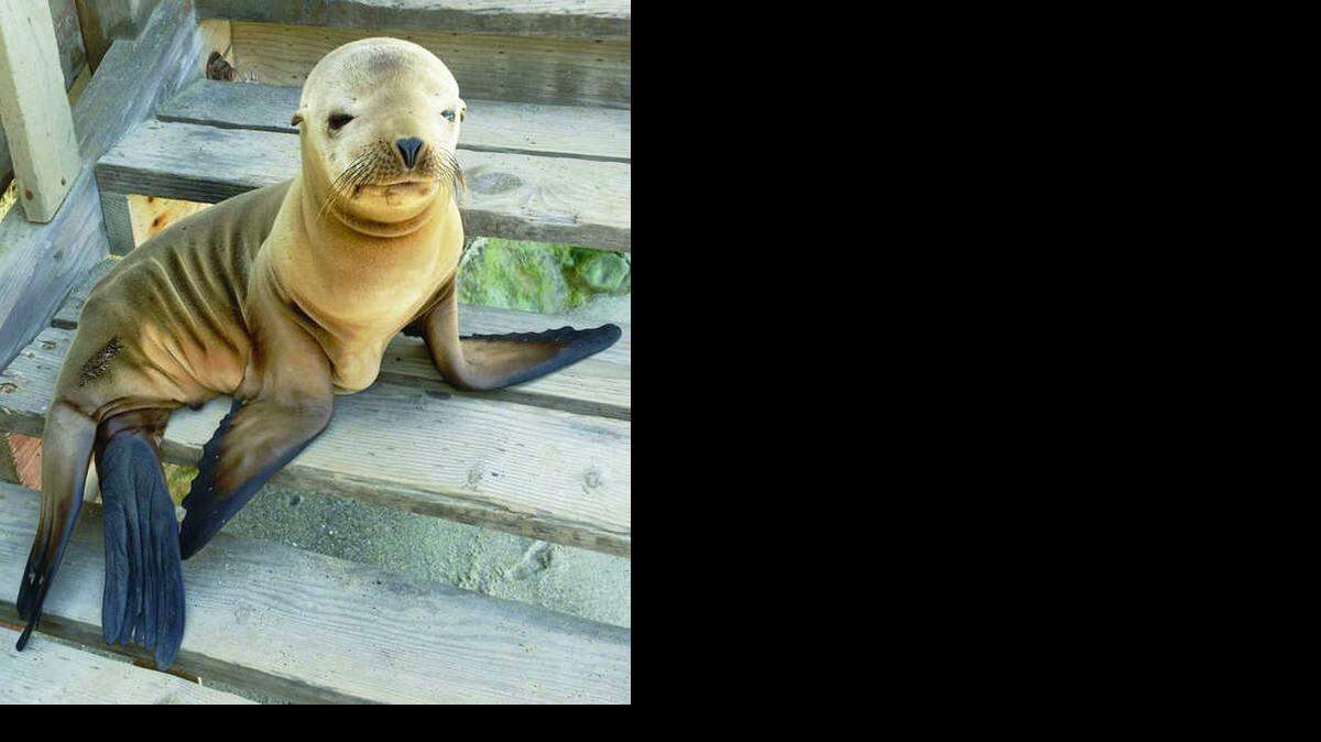 
Thousands of sea lions have stranded themselves along California's beaches. Theater of the Sea has sent its marine mammals trainers to the state to help overwhelmed scientists and volunteers rehabilitate the animals.
