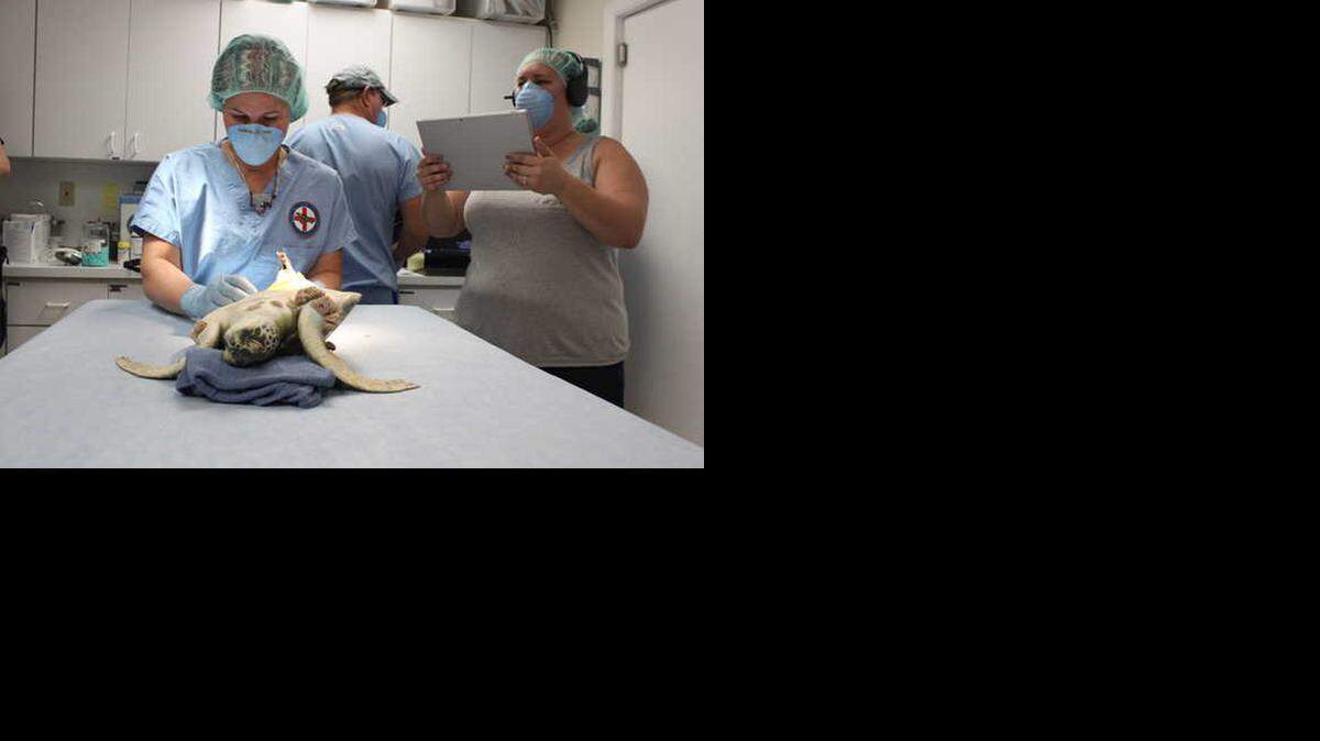 
Elisabeth Misska, an education specialist at the Turtle Hospital, tests out an iPad for an upcoming virtual learning class while Rehabilitation Specialist Marie Simpson preps a green sea turtle for an endoscopy Tuesday morning.
