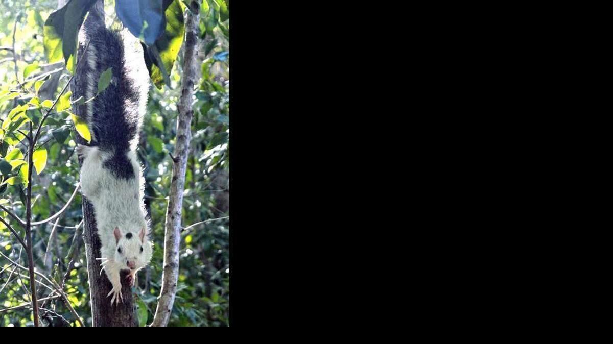 
A white squirrel romps on a Key Largo tree, photographed Monday by a Coral Shores High School student. Actually a member of the gray species, this one is leucistic, not albino.
