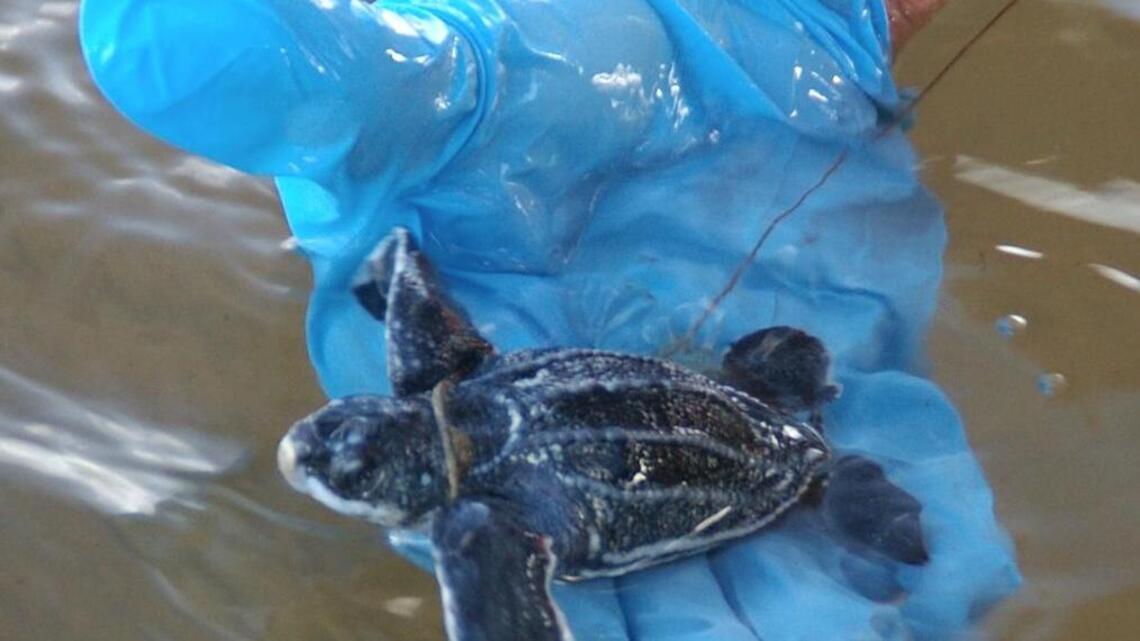 This little guy is now in the ocean.