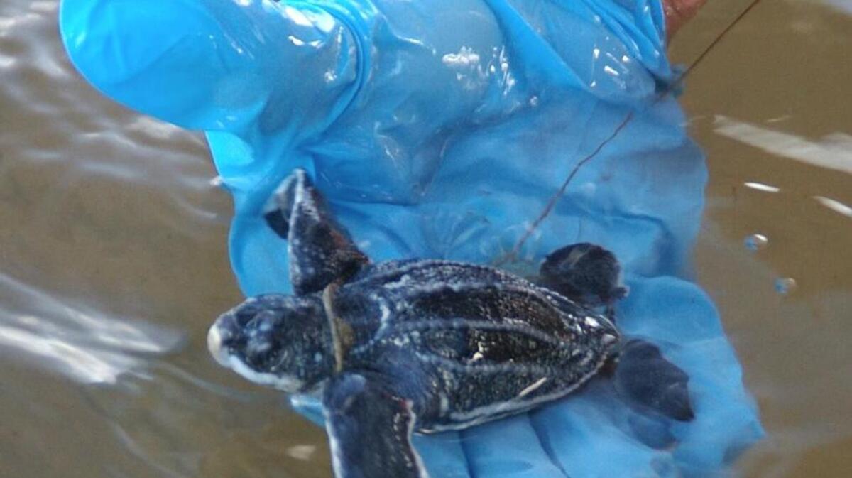 This little guy is now in the ocean.