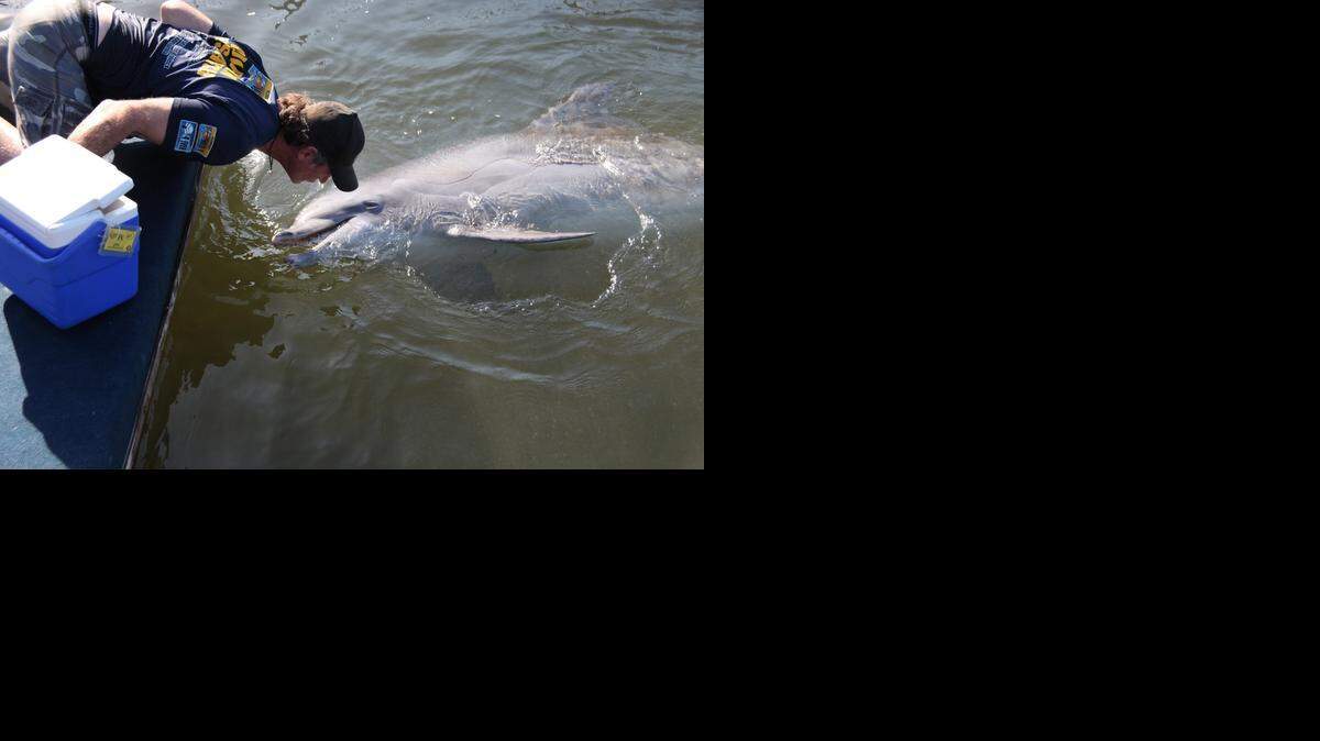 
Still Friends: Stephen McCulloch visited the Dolphin Research Center in October to see his former dolphin trainee Molly while she was ill.
