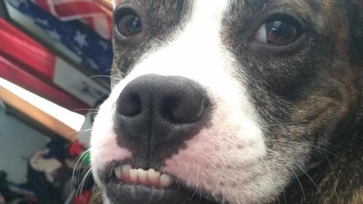 Shakes the dog