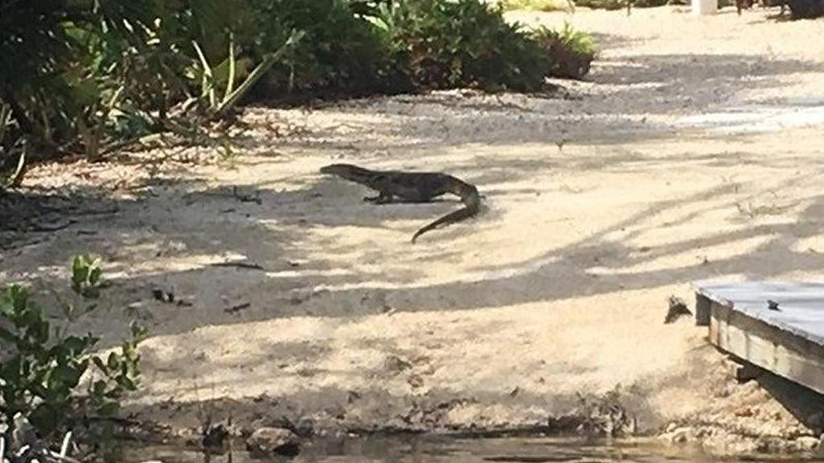 A large reptile, tentatively identified as a water monitor, has been spotted in a bayside subdivision off mile marker 103 in Key Largo. Biologists are trying to catch the exotic species. Residents are cautioned not to try to capture the lizard, which can be aggressive.