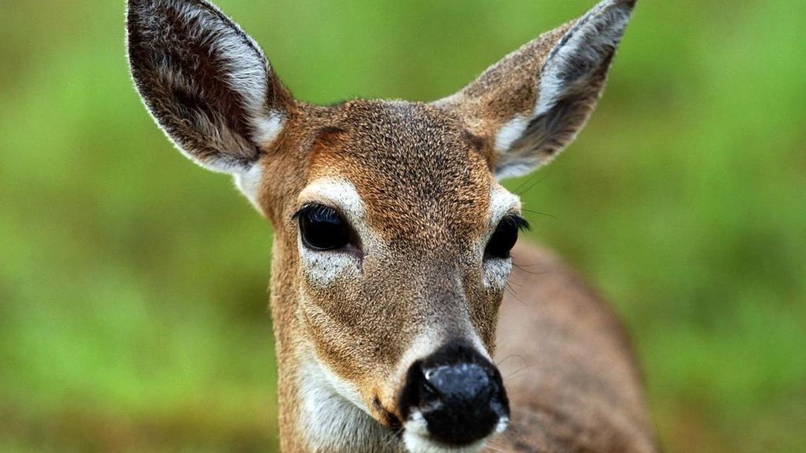 An endangered Key Deer at the Key Deer National Refuge on Big Pine Key. Several of the animals, which are popular with tourists, have been put down because of an screwworm maggot infection that is a threat to pets and livestock.