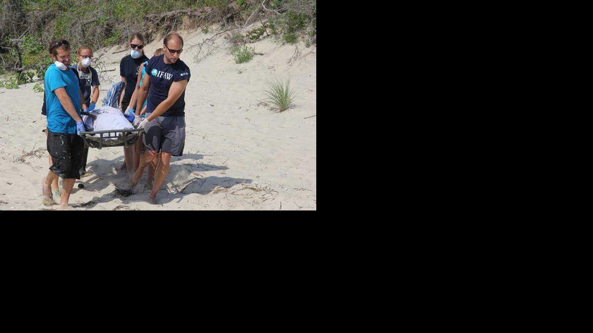 
Biologists and volunteers carry a dead Atlantic bottlenose dolphin on a Virginia beach. The mammal is among the more than 1,560 dolphins killed by an outbreak of morbillivirus since 2013. The outbreak officially reached the Keys this week.
