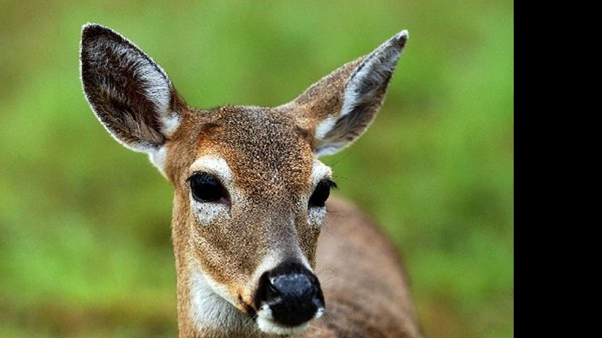 
The Key deer, a protected species, grows to the size of a large dog.
