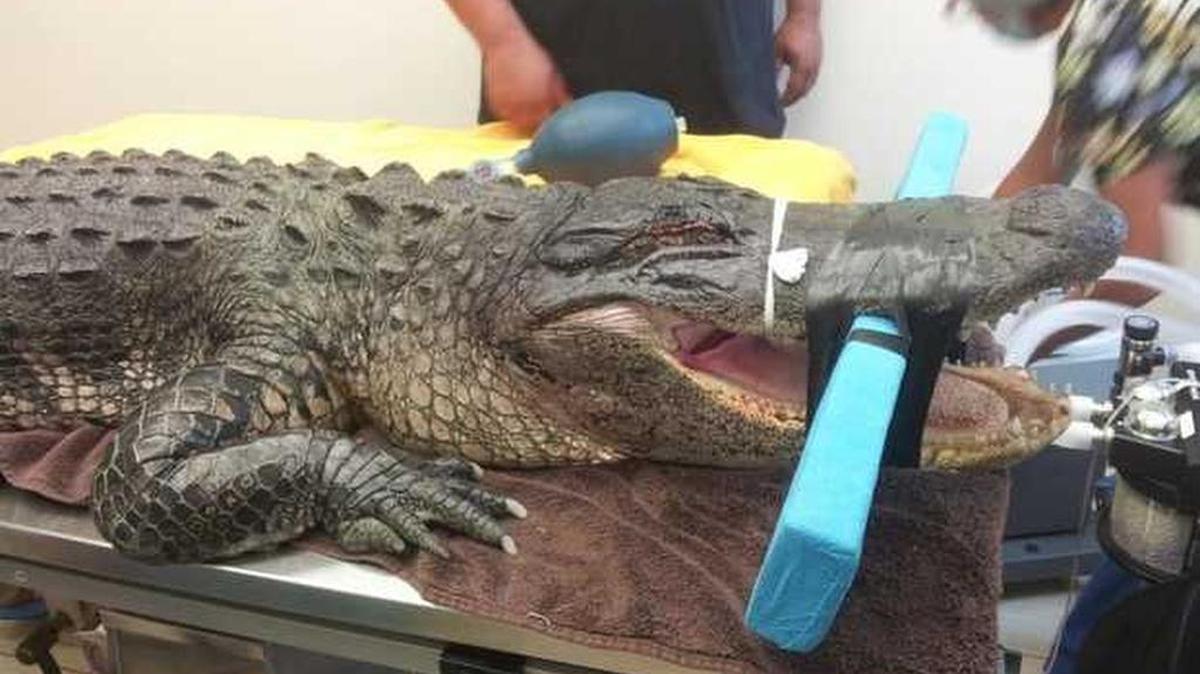 
This is Flaco recuperating in post-op. Notice his eyelid is sewn shut. 
