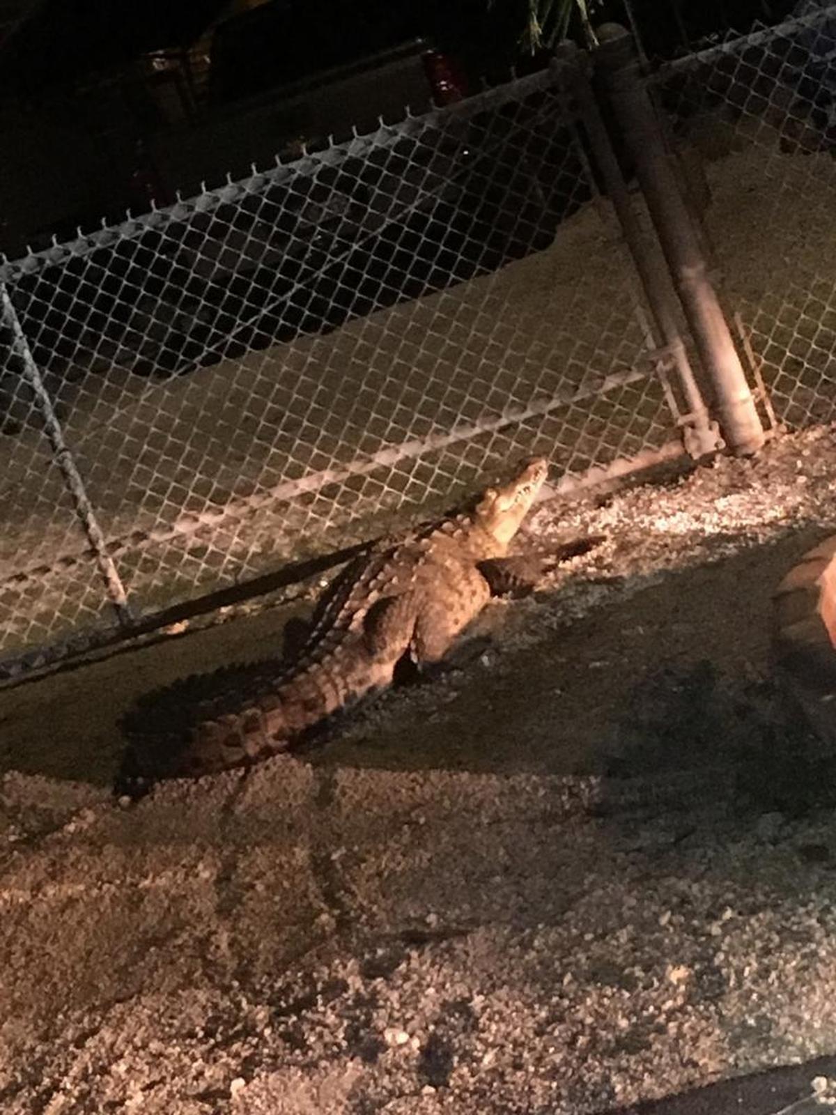 A crocodile turned up near mile marker 106 in Key Largo early Wednesday morning.