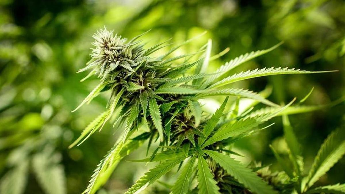 Marathon follows Key West and Miami-Dade in making possession of small amounts of marijuana a non-criminal offense.