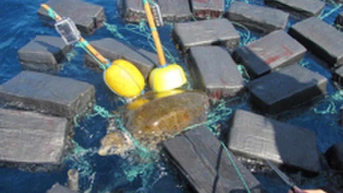 This sea turtle is tangled in line and surrounded by cocaine.