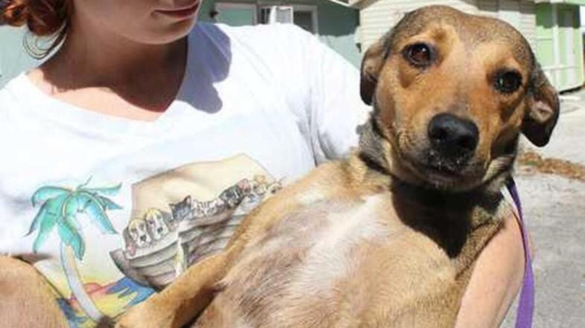 Lauren McKnight of the Key Largo Animal Shelter comforts a female dog that made the crossing from Cuba on a small sailboat crowded with people and another dog.