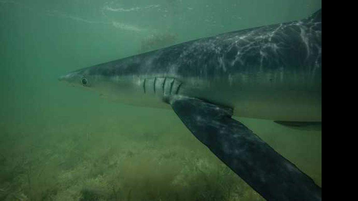 
This is a photo of the shark Mark Rackley took just before it bit him.
