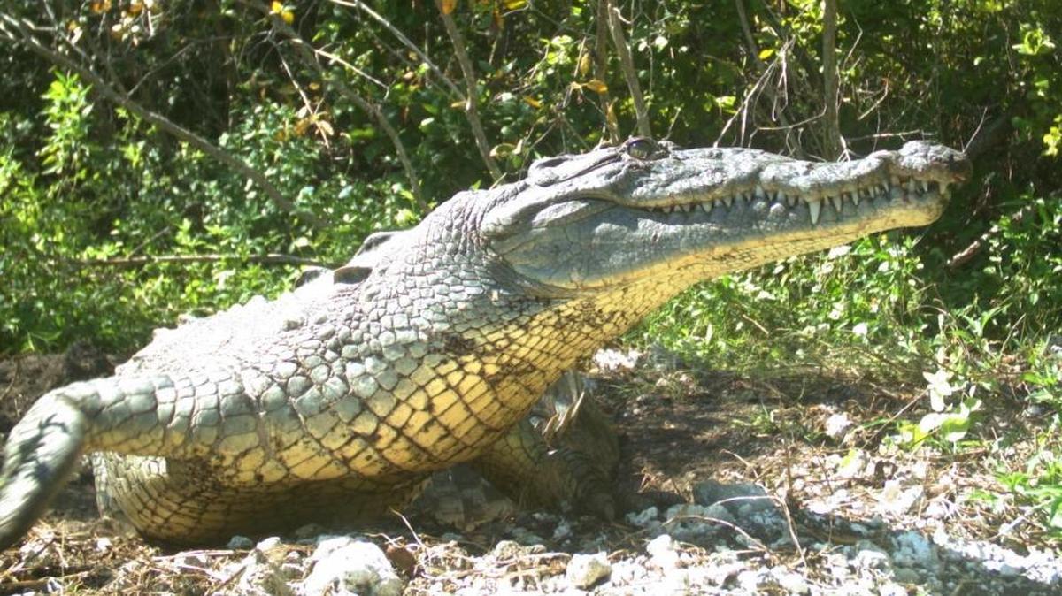 A female crocodile, similar to one killed in a U.S. 1 accident early Wednesday, digs a nest on North Key Largo in June 2016 in this wildlife-camera image.