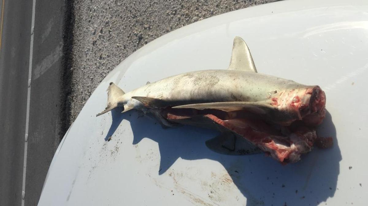 A Monroe County sheriff’s deputy found this gutted and beheaded shark in a Miami man’s fishing cooler. The man was arrested and charged with a second-degree misdemeanor.