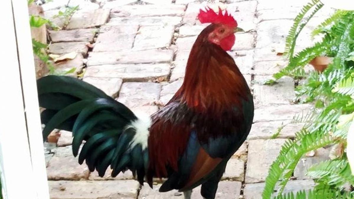 This Key West rooster favors Center Street as a home. Roosters and chickens run wild on the island.