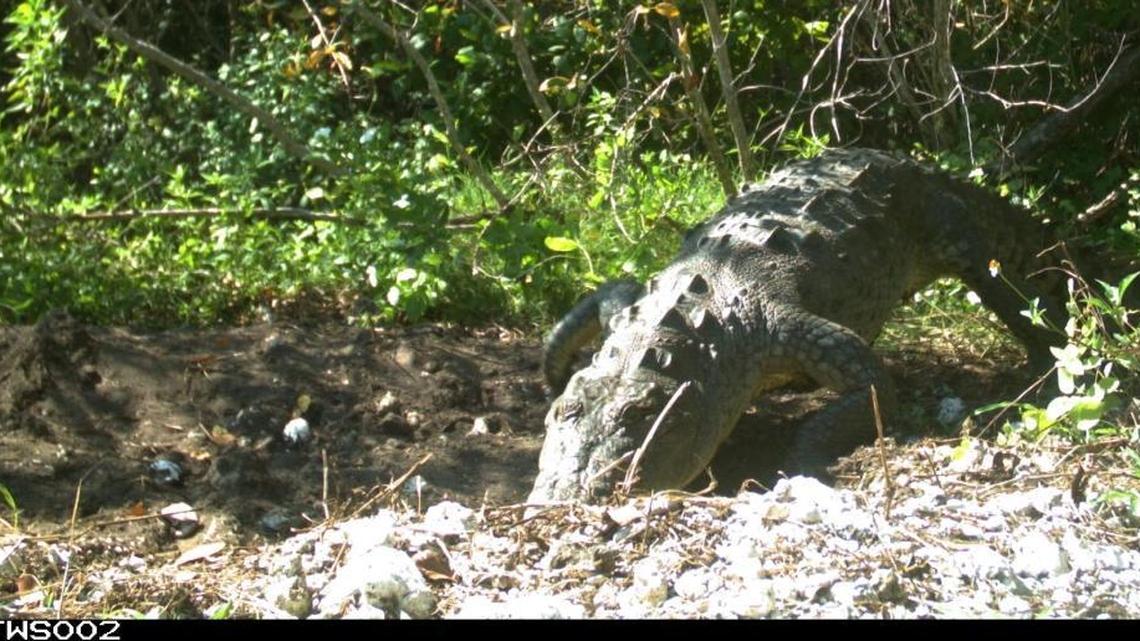 A female American crocodile returns to her North Key Largo nest on June 25 to help dig her hatchlings free. The nest hatched weeks earlier than expected but a wildlife camera recorded the event.
