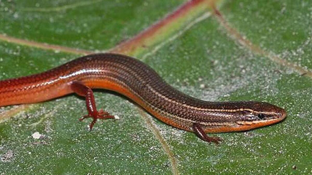 Florida Keys mole skinks burrow down into the sand. They are found mainly in the Dry Tortugas and the Lower Keys.