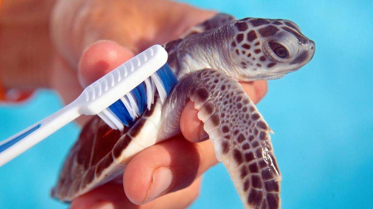 A baby loggerhead turtle was found on the Overseas Highway a day after Hurricane Irma swept through the Florida Keys.