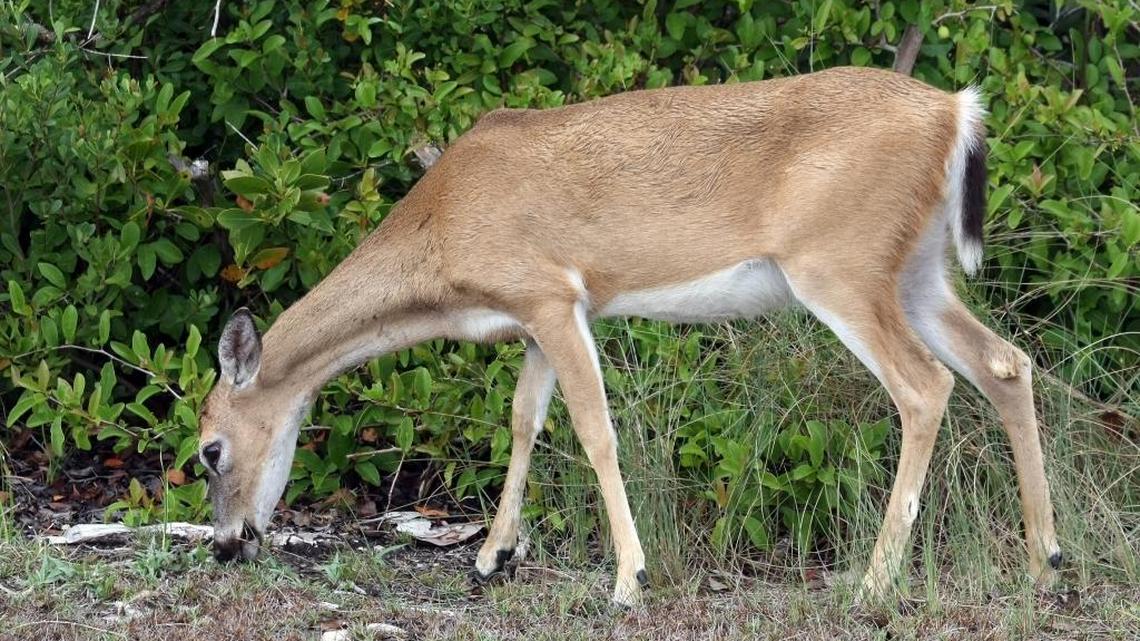 More than four dozen deer have been put down.