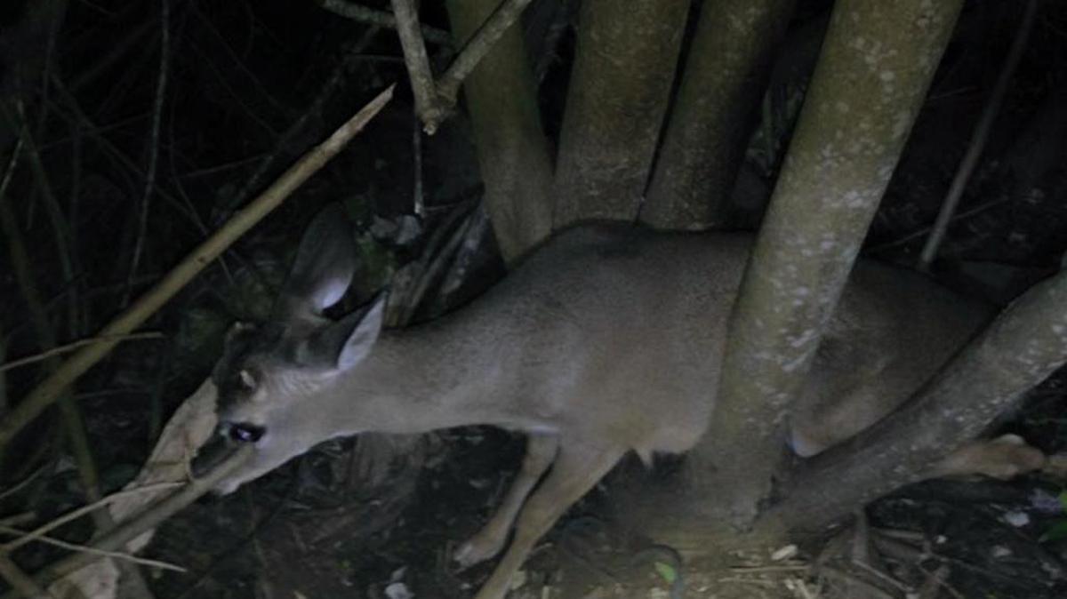 A deer got stuck between branches in Big Pine Key.