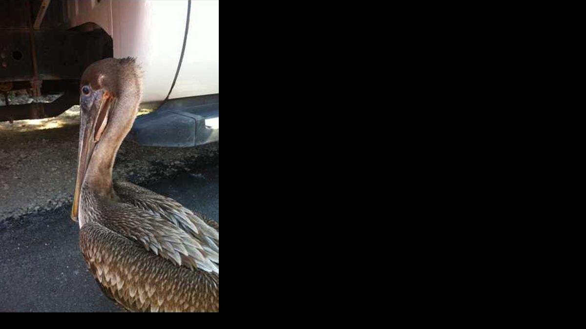 
A mutilated pelican recuperates at the Florida Keys Wildlife Rescue in the Lower Keys.
