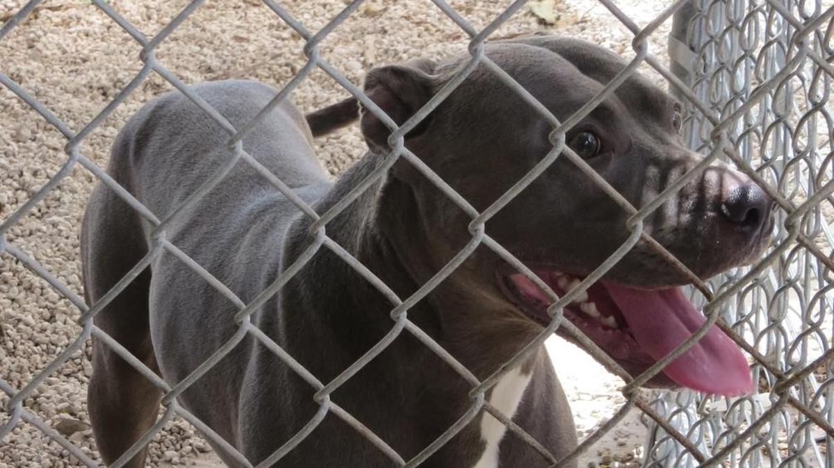 The Florida Keys SPCA, which takes in abandoned dogs, cats, bunnies and birds, is building an $8.4 million shelter on College Road. Here, a dog is kept at the current shelter.