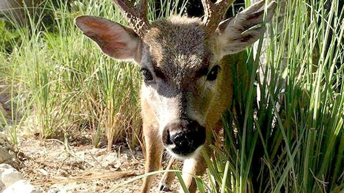 This young buck dubbed “Tres” was treated for his screwworm infestation in October and responded well, as seen in this photo taken on Jan. 8.