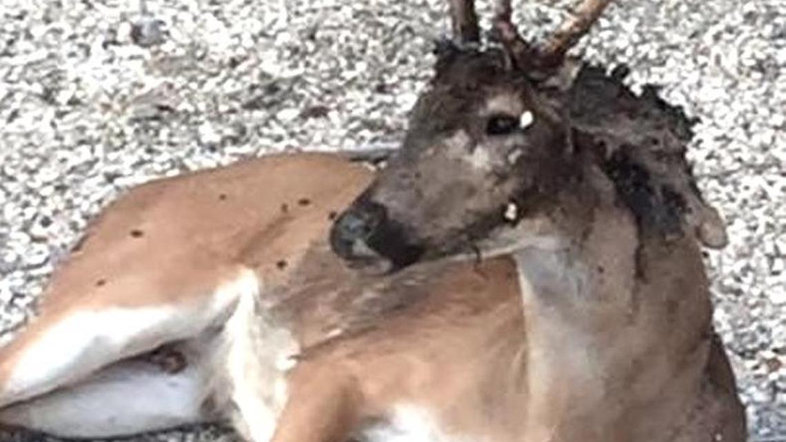 This is one of the infected deer. Note the damage to the top of its head; that’s where the maggots were concentrated.
