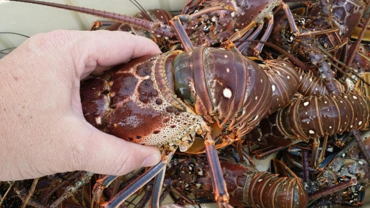 A rebound in spiny lobster catch shows maximum allowable take may be too low.