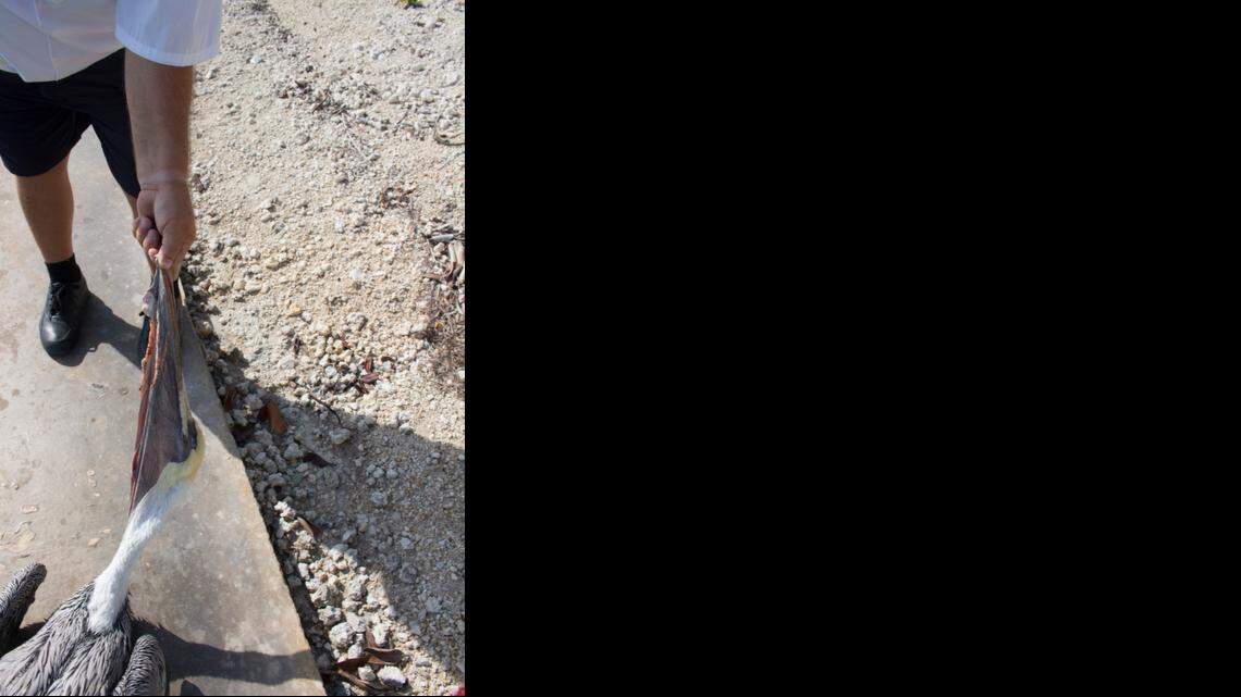 
An adult brown pelican was found with its pouch slashed on the seawall of the Venture Out Resort in Cudjoe Key. 
