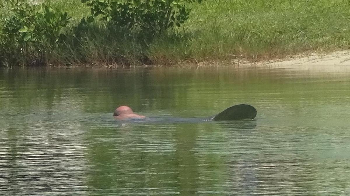 A man seen illegally cavorting with protected manatees in Islamorada remains in jail after refusing to cooperate with law-enforcement officers.