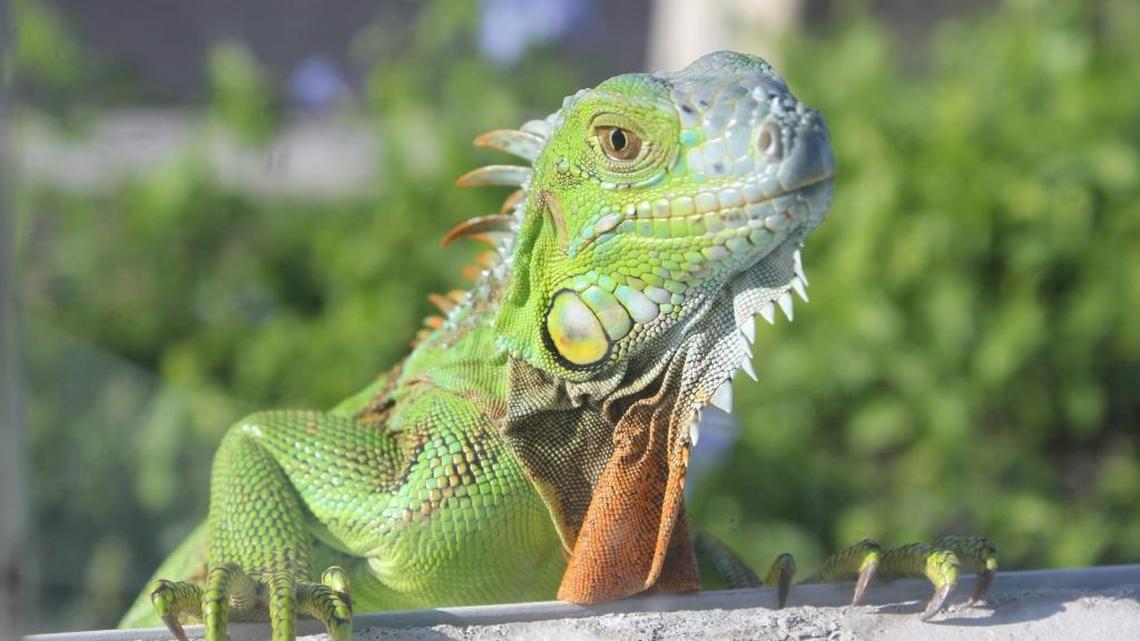 An iguana checks out his own reflection at an Upper Keys window. A new program could reduce the number of the non-native reptiles in the Florida Keys.