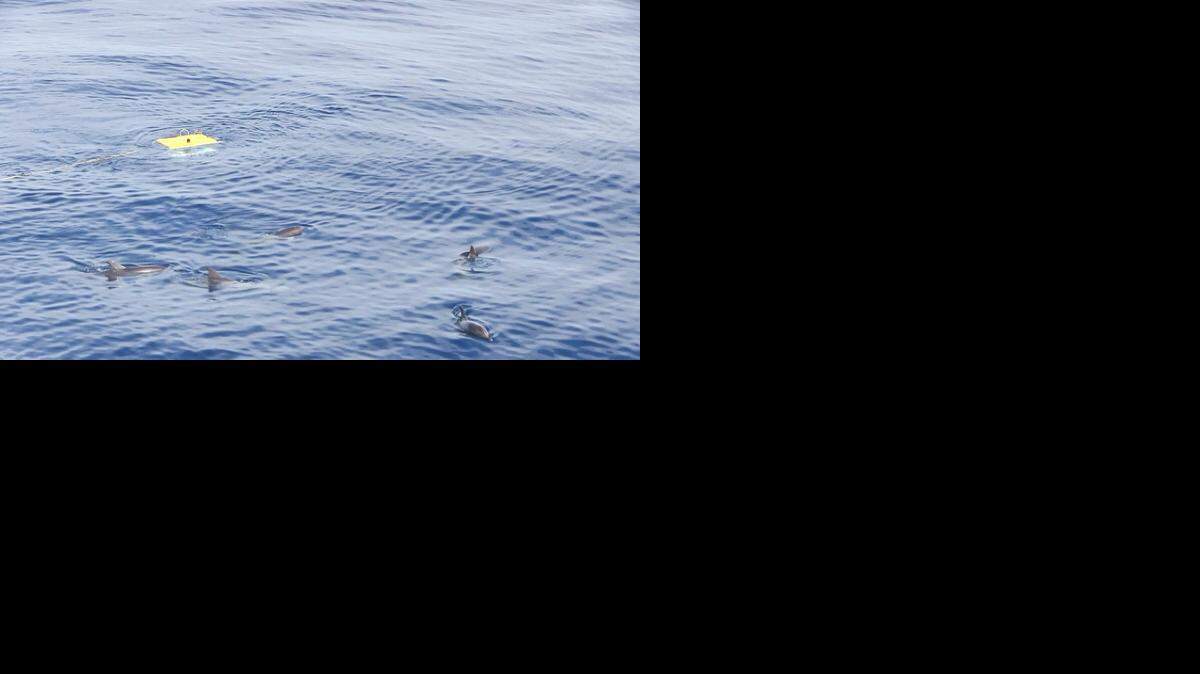 
Atlantic spotted dolphins check out the bright yellow ROV as it is being deployed in the Dry Tortugas.
