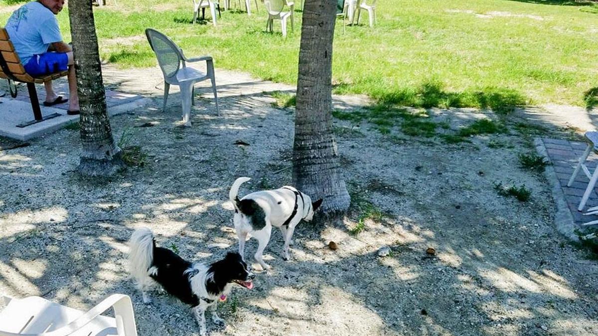 Dogs play at the county dog park reserved for small dogs.