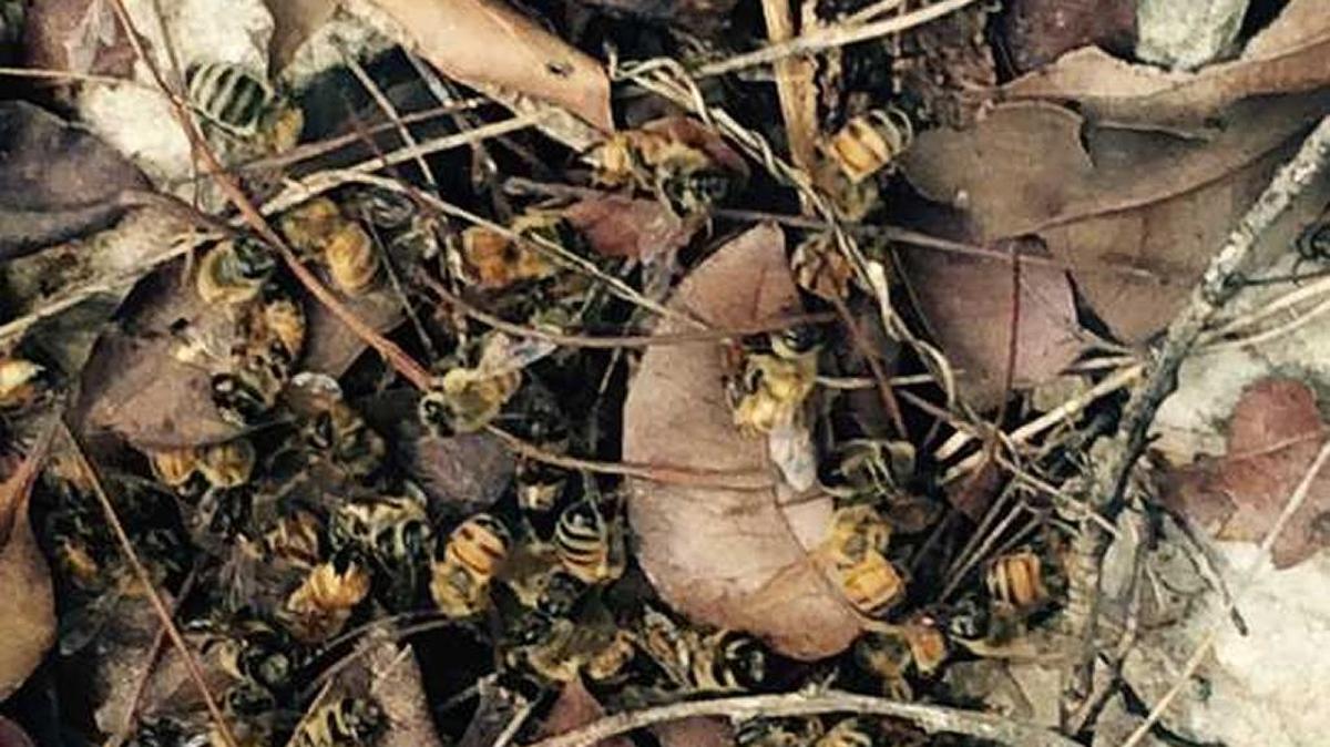
Hundreds of bees died on Grassy Key after an aerial adulticiding spray from the Florida Keys Mosquito Control.
