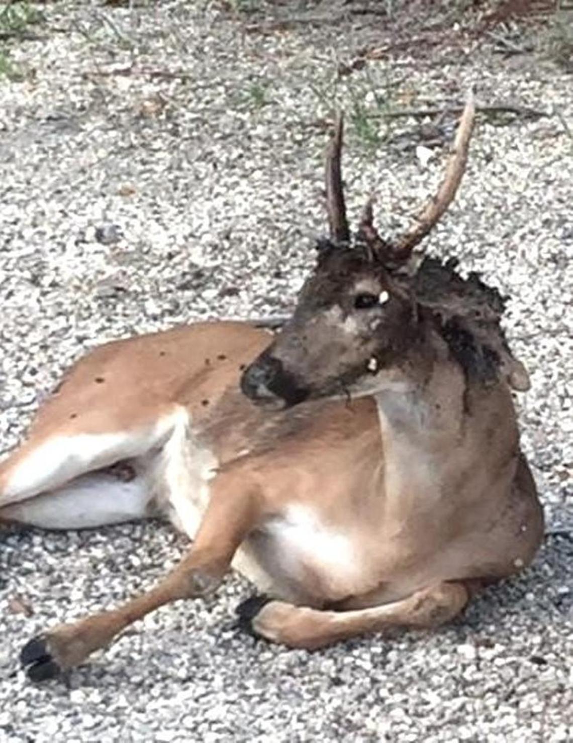 In 2016, an outbreak of flesh-eating screwworm killed 135 deer, or about an eighth of the herd that lives only in the Lower Keys.