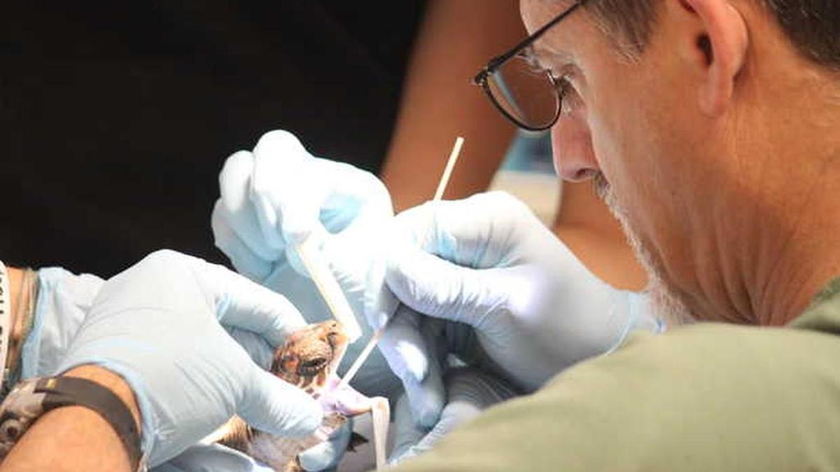 Dr. Doug Mader from the Marathon Veterinary Hospital inspects Bowser, a post-hatchling loggerhead sea turtle, at the Turtle Hospital Tuesday morning. Bower's mouth was infected and Mader took a swab for diagnostic testing.