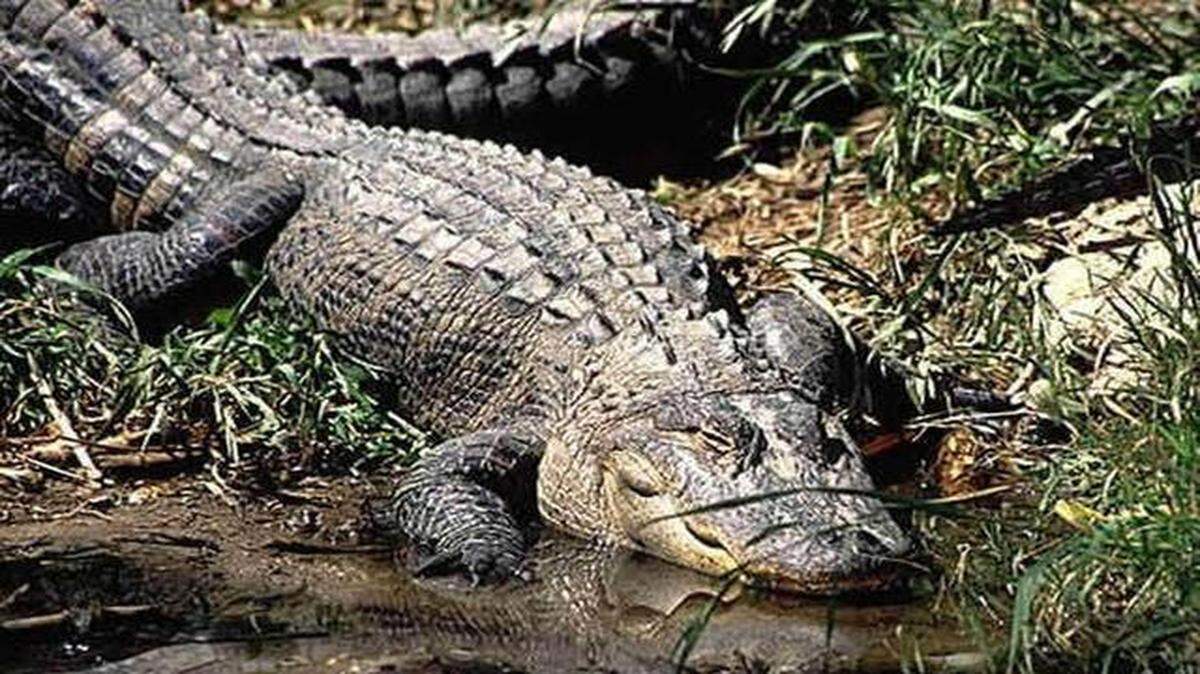
Alligators can be harvested only with state-issued licenses.
